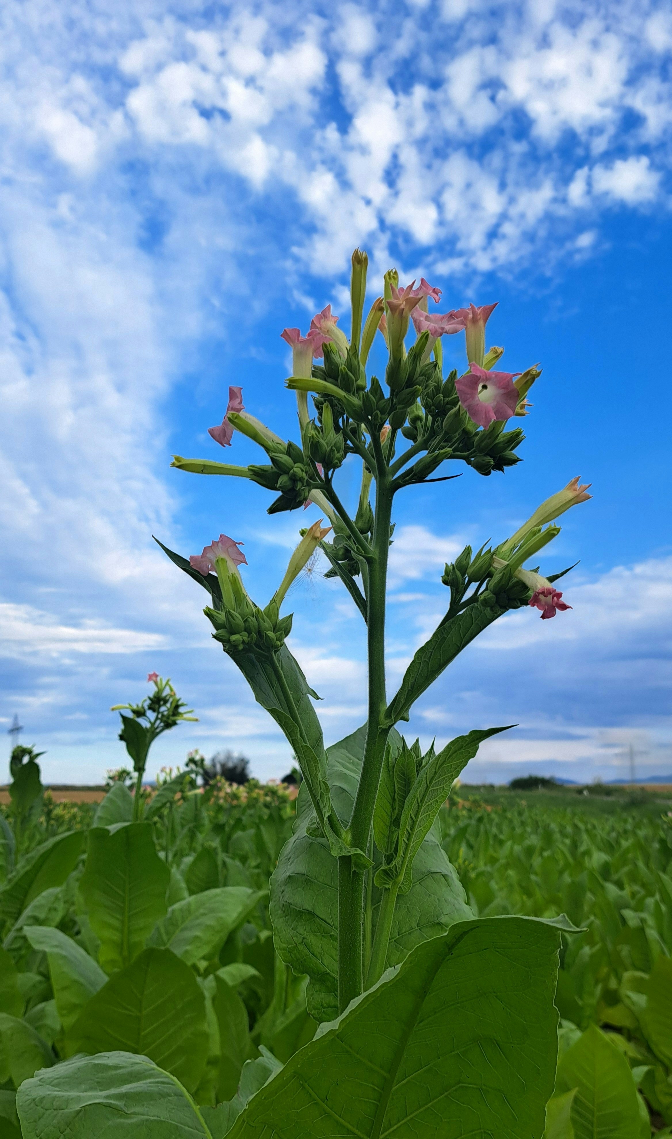 A flowering tobacco plant with pink trumpet-shaped blooms standing above a field of broad green leaves.