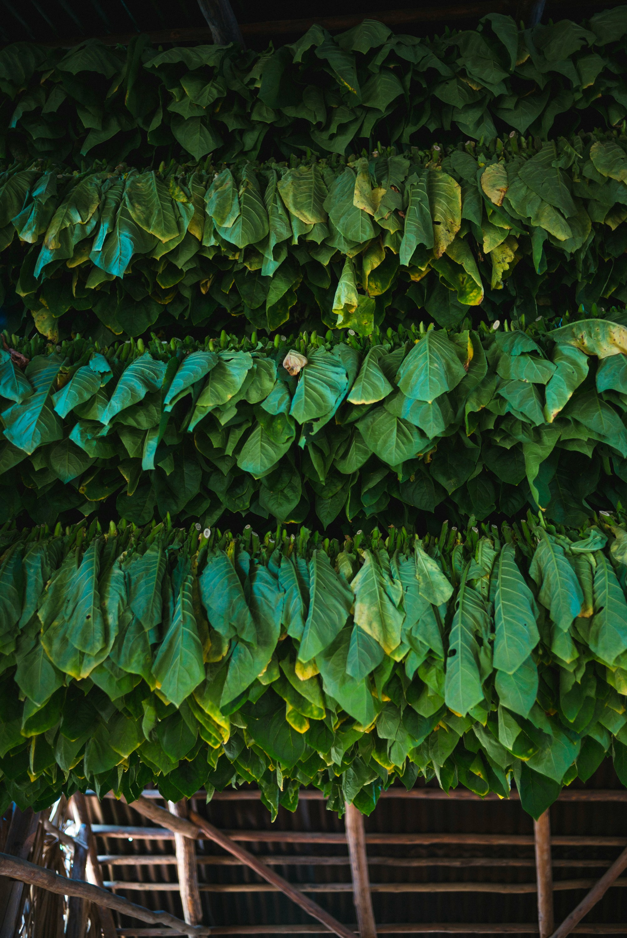 Rows of green tobacco leaves hang from horizontal poles inside a wooden barn.